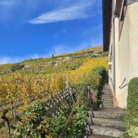 Wunderschöner Blick nach Westen auf die Weinberge